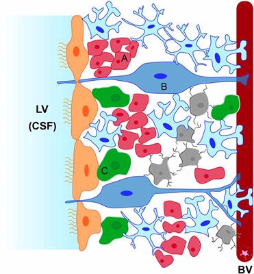 Interactions Between Neural Progenitor Cells and Microglia in the Subventricular Zone: Physiological Implications in the Neurogenic Niche and After Implantation in the Injured Brain